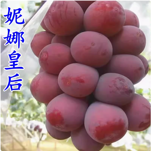 葡萄苗 妮娜女皇 女王 公主 皇后 王后葡萄苗南方北方种植