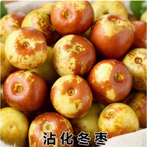 正宗 沾化冬枣苗 嫁接枣树苗 沾化冬枣树苗 二代冬枣当年结果