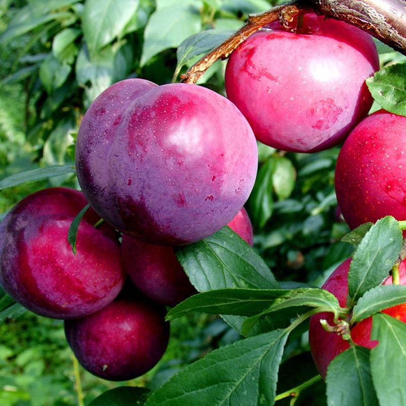 李子苗晚熟脆李嫁接苗李子树苗南方品种脆红李当年结果（紫琥珀）