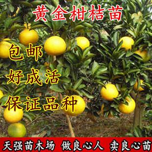 黄金柑桔苗嫁接苗新品种 黄金柑树苗橘子苗桔树苗桔子脱毒果苗