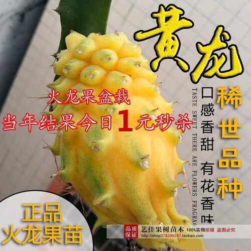 黄龙果树苗 买三送一麒麟果燕窝果树苗黄皮火龙果树苗盆栽果树苗
