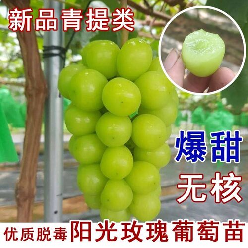阳光玫瑰葡萄苗树无籽青提葡萄树苖南方北方种植当年结果果树果苗