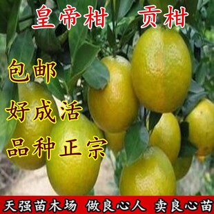 正宗 广东德庆肇庆皇帝柑苗贡柑橘砂糖桔橘子果树苗当年结果