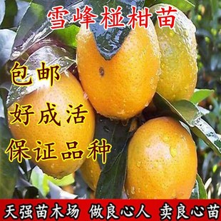 碰柑树苗 雪峰椪柑 嫁接椪柑苗 甜润爽口柑桔子果树苗无核椪柑苗