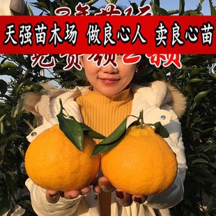 柑橘果樹苗嫁接不知火苗柑橘苗丑橘苗丑桔苗丑橘樹苗丑八怪橘子苗