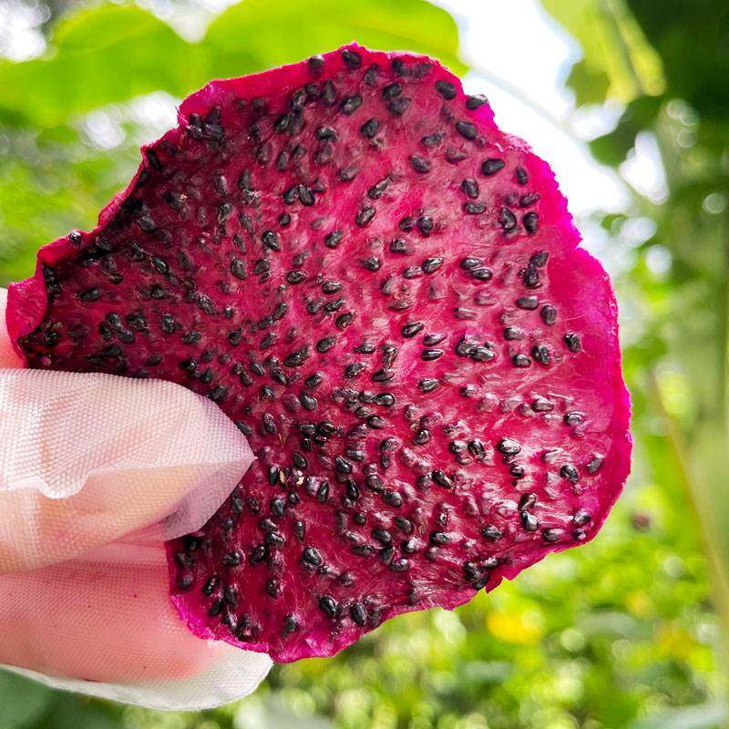 西双版纳红心火龙果，无添加糖，无添加剂，原果茶，即食云南特产,零食/坚果/特产,蔬果干/香菇干/混合果干,淘宝优惠券,粉丝福利购,淘宝优惠卷