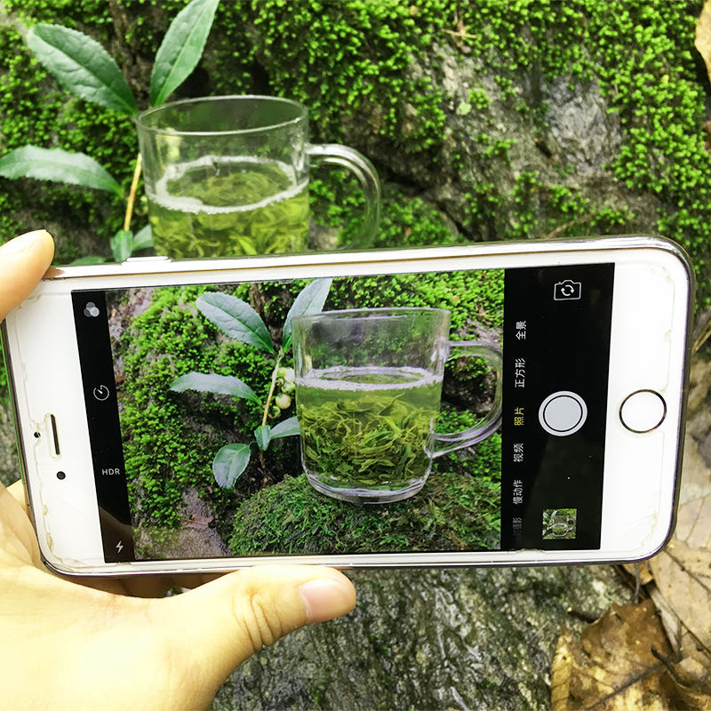 茶叶毛尖茶2026新茶高山云雾绿茶散装信阳绿茶浓香耐泡口粮茶散装
