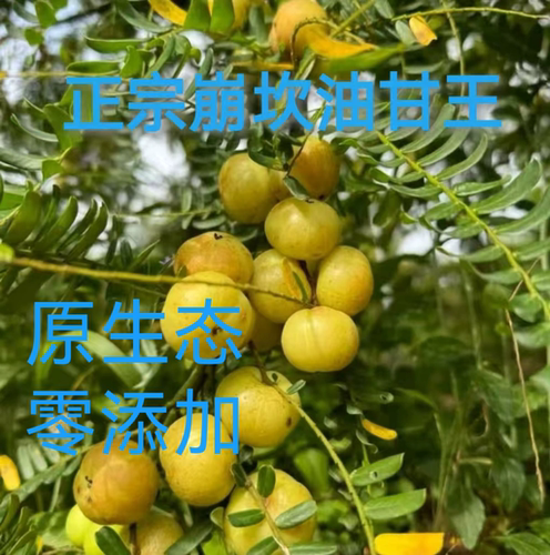 正宗普宁崩坎甜种油甘果新鲜余甘果榨汁果滇柿饼油柑丙余甘子油甘