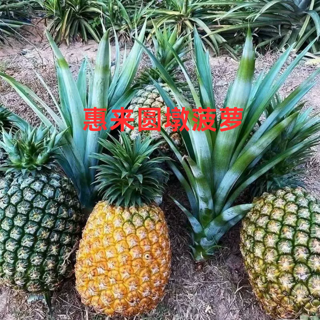 正宗惠来圆墩菠萝新鲜金钻凤梨水果潮汕菠萝西瓜凤梨大果特大包邮