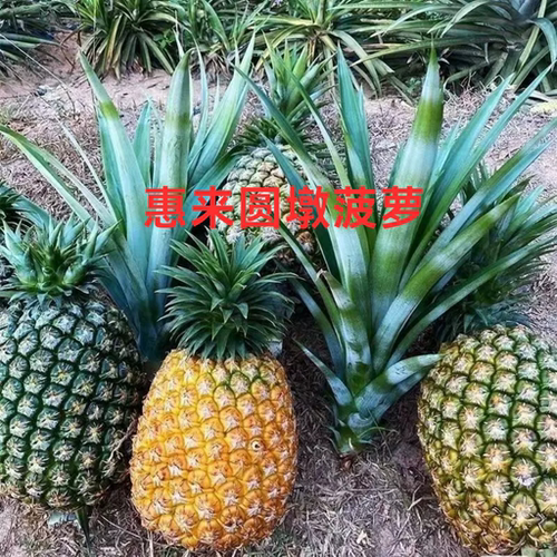正宗惠来圆墩乌肉菠萝新鲜金钻凤梨水果潮汕腊肉菠萝西瓜凤梨大果