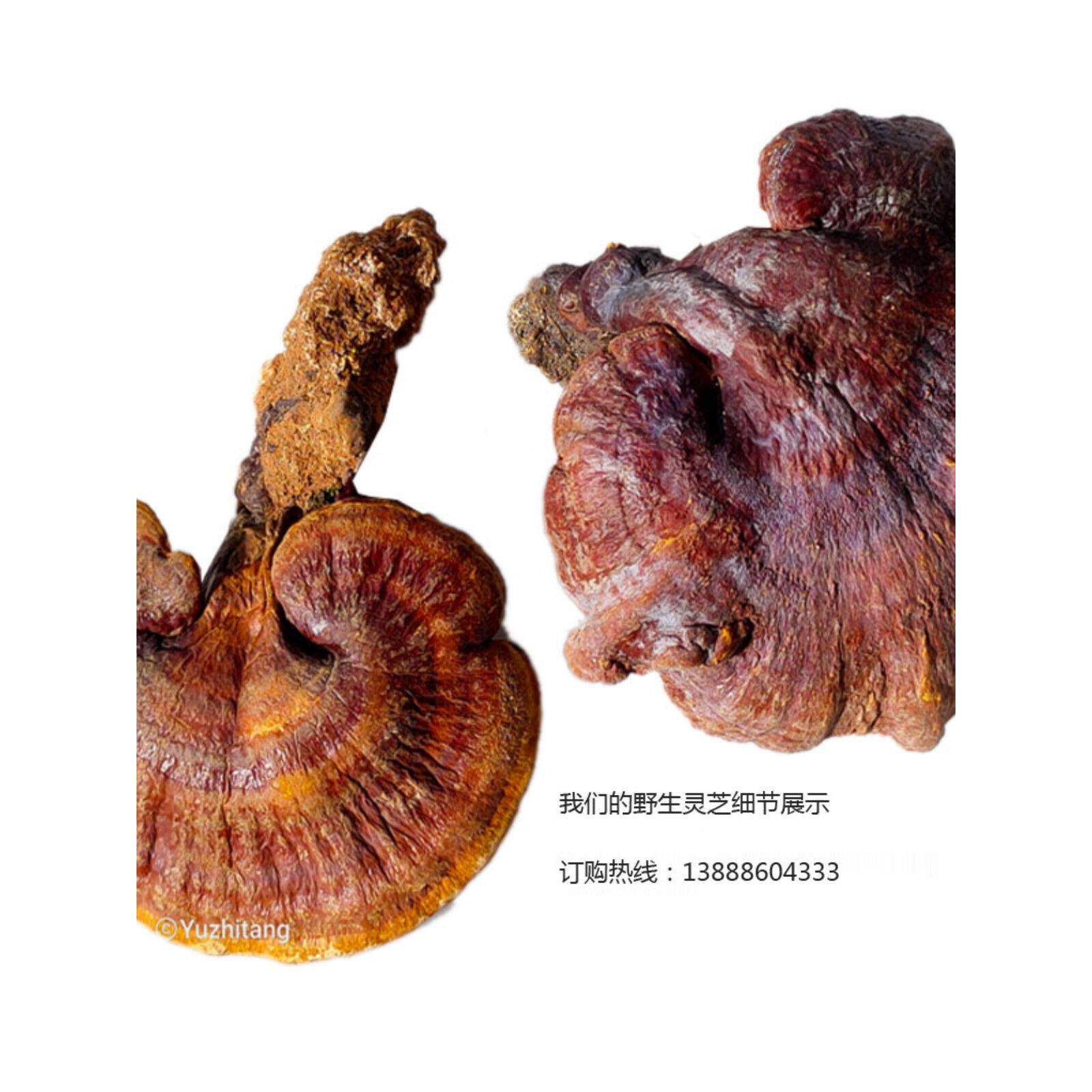 正宗云南深山野灵芝整枝灵芝粉一芝林芝斤20赤个5QBV00克今年生新