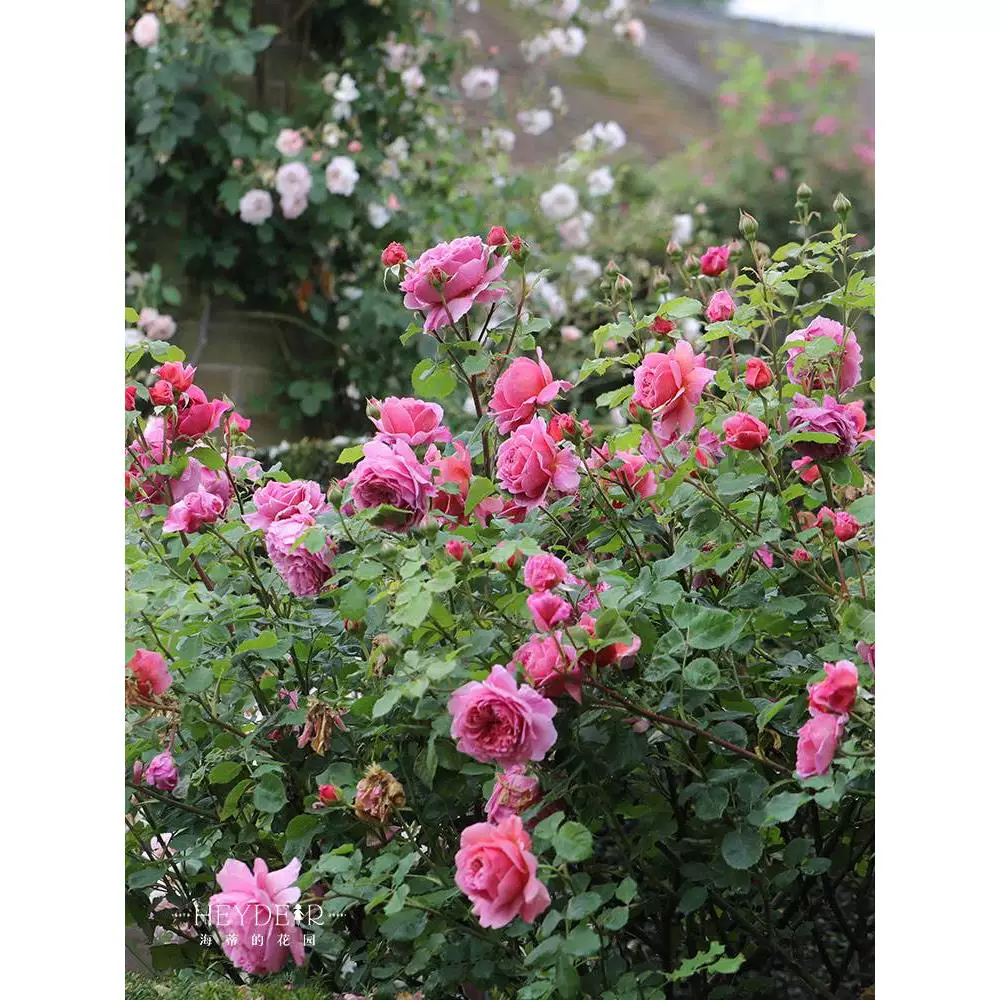 Градиентный сад Гедит? — Пожалуйста, переведите точно: " Princess Kente stands upright rose strong incense big flowers, heat -resistant, multi -headed balcony flower potted flower seedlings"