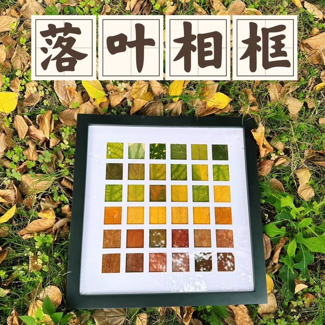 手工diy落叶树叶子标本48宫格相框实木深灰桌面摆台干花装饰画图片