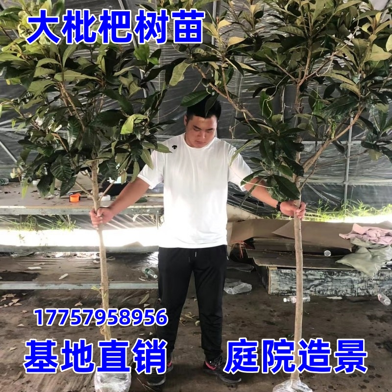 无核枇杷苗树特大砂糖大五星果树苗嫁接枇杷苗当年结果南北方种植