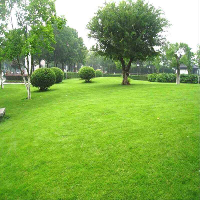 草坪种子护坡固土草蟋蟀草百慕大狗草耐热草籽牙根铁线牛筋巴根草