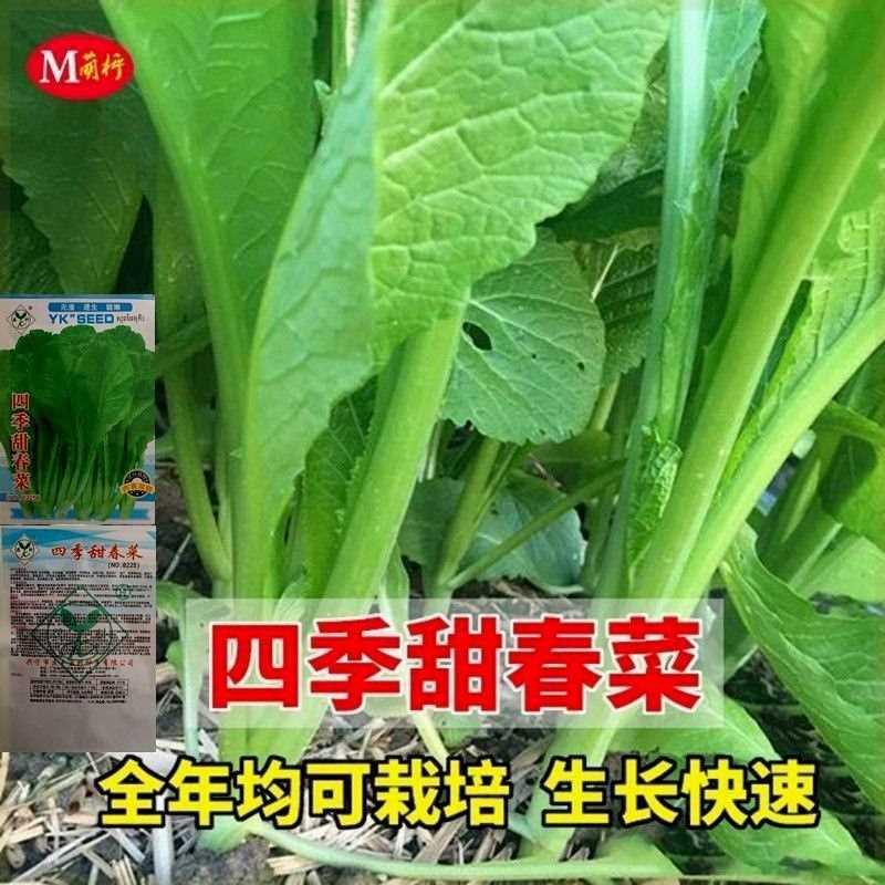 潮汕大叶春菜种子 种种子孑蔬菜芥菜甜春品种老 盆栽春四季菜籽菜