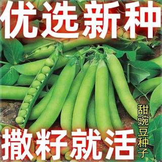 台湾珍奇甜脆豌豆种种植长寿豆荚豌豆四季仁甜豆籽蔬菜 籽农家子