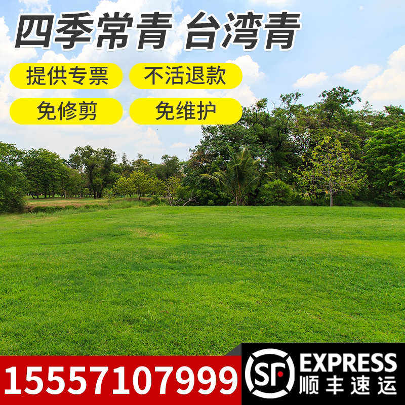 台湾青草坪草籽矮生四季青草种孑绿化草籽细叶结缕草果岭草种籽子