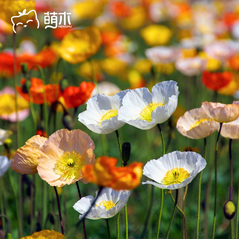 园艺虞美人花苗盆栽花卉植物室内易养活耐寒耐冻家养秋冬阳台