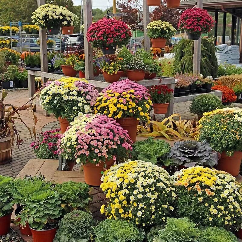 秋款种植花糖果甜心球菊千头菊盆栽阳台庭院好养耐寒爆盆花卉植物