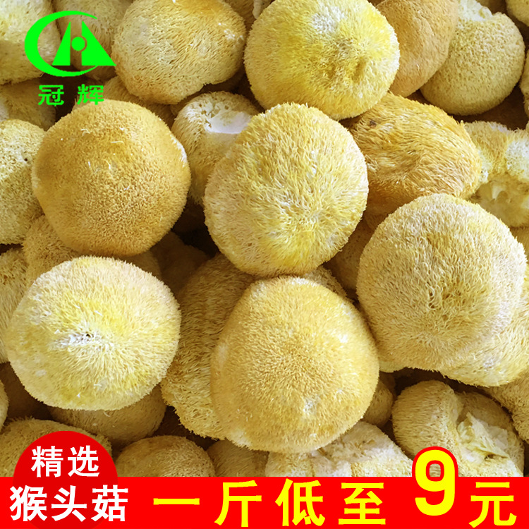 猴头菇食用菌菇冠辉产地直销