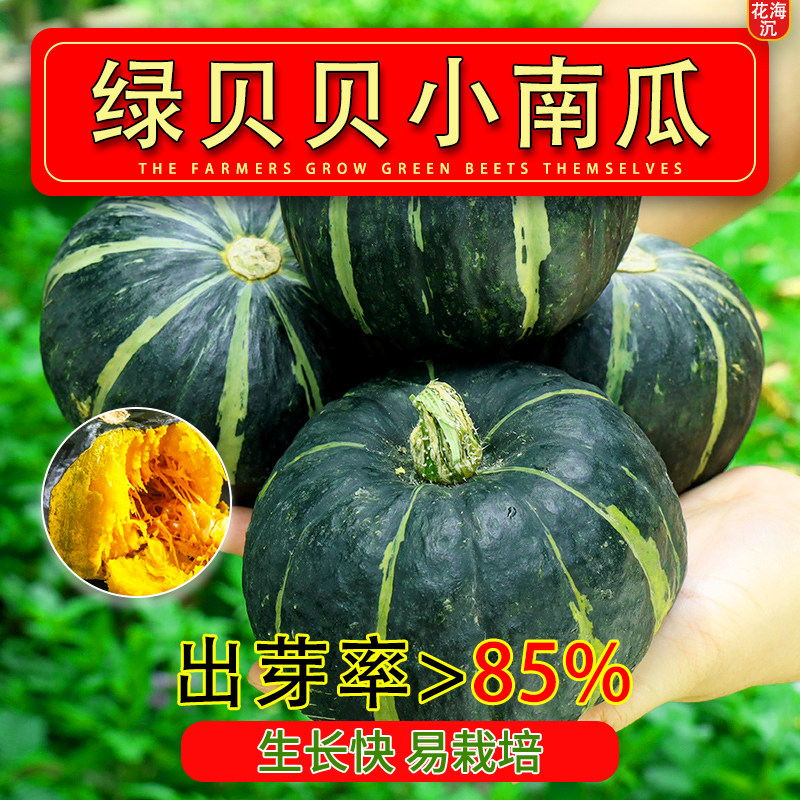 绿贝贝南瓜种子高产板栗味四季迷你贝贝小南瓜种籽春秋蔬菜种籽孑