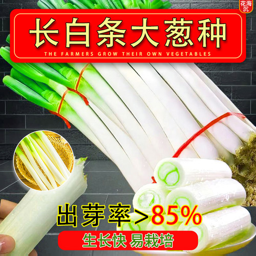 山东长白条大葱章丘铁杆大葱种子耐寒耐旱高产大葱种籽四季播种子