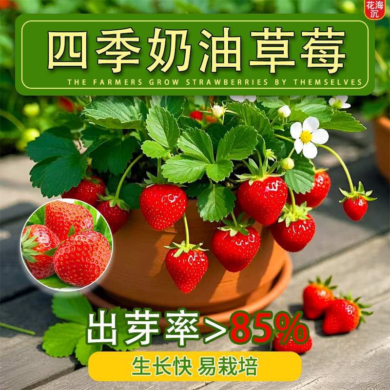 奶油草莓种子籽红果多年生奶油草莓室内室外盆栽庭院四季水果种子
