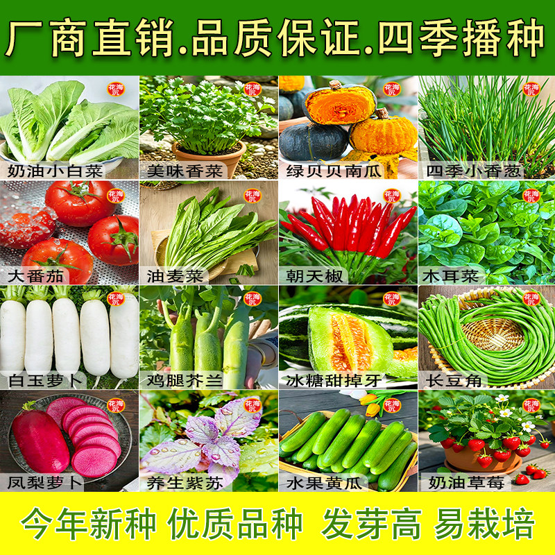 蔬菜种子大叶香菜四季小香葱播盆栽辣椒番茄秋种籽子大全种植阳台