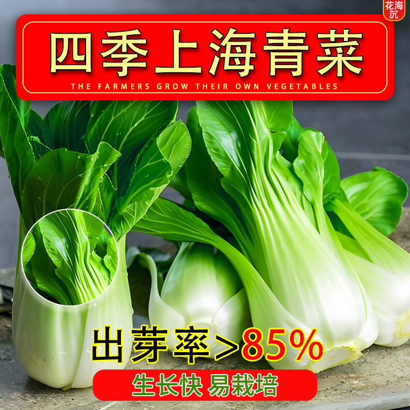 上海抗热605耐热上海青小油菜青梗菜夏季耐高温新鲜蔬菜
