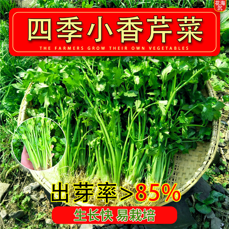 四季小香芹种子脆嫩清香芹菜种籽春季秋季旱芹籽庭院蔬菜种子大全