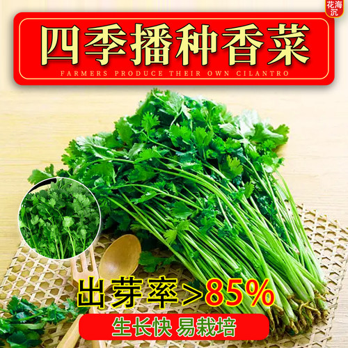 四季香菜种子大全春秋阳台大叶香菜耐热农家菜园芫荽盆栽蔬菜籽种