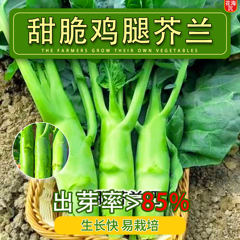 甜脆鸡腿芥兰种子早中熟芥蓝种子耐热耐寒营养高钙生吃四季播蔬菜