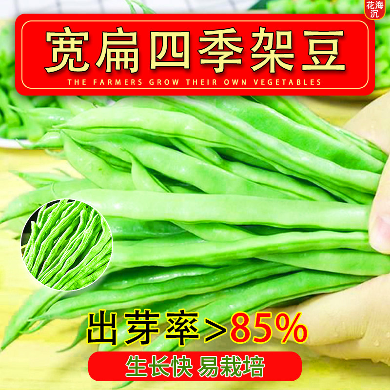 无筋四季豆种孑泰国架豆王春秋季高产长豆角种子爬藤蔬菜种子大全