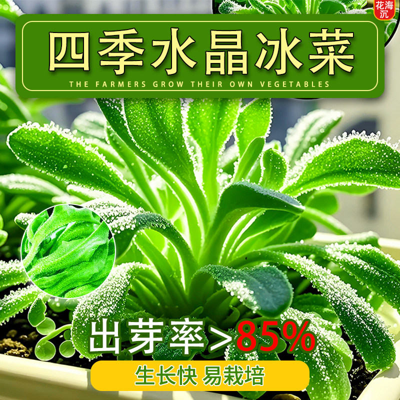 冰菜种子冰晶冰菜种籽阳台盆栽家庭小院蔬菜四季耐热耐寒冰草籽种