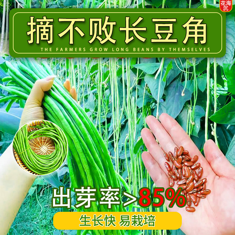长豆角种子四季压塌架小五叶特长豇豆种籽庭院爬藤一点红蔬菜种孑