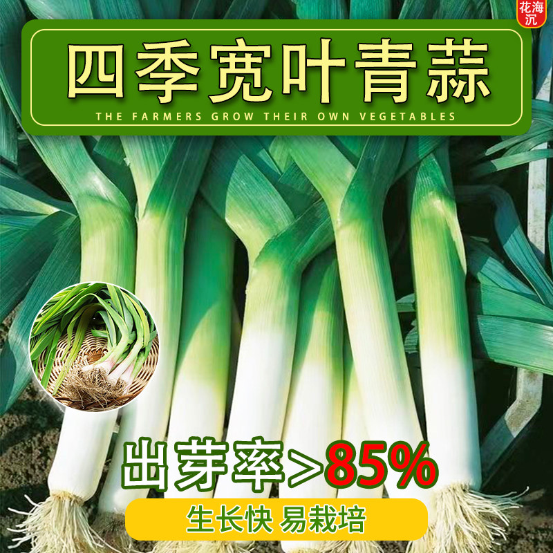 四季宽青蒜苗种籽蒜种苗蒜头种子四季大全蔬菜种子紫皮宽叶大蒜苗