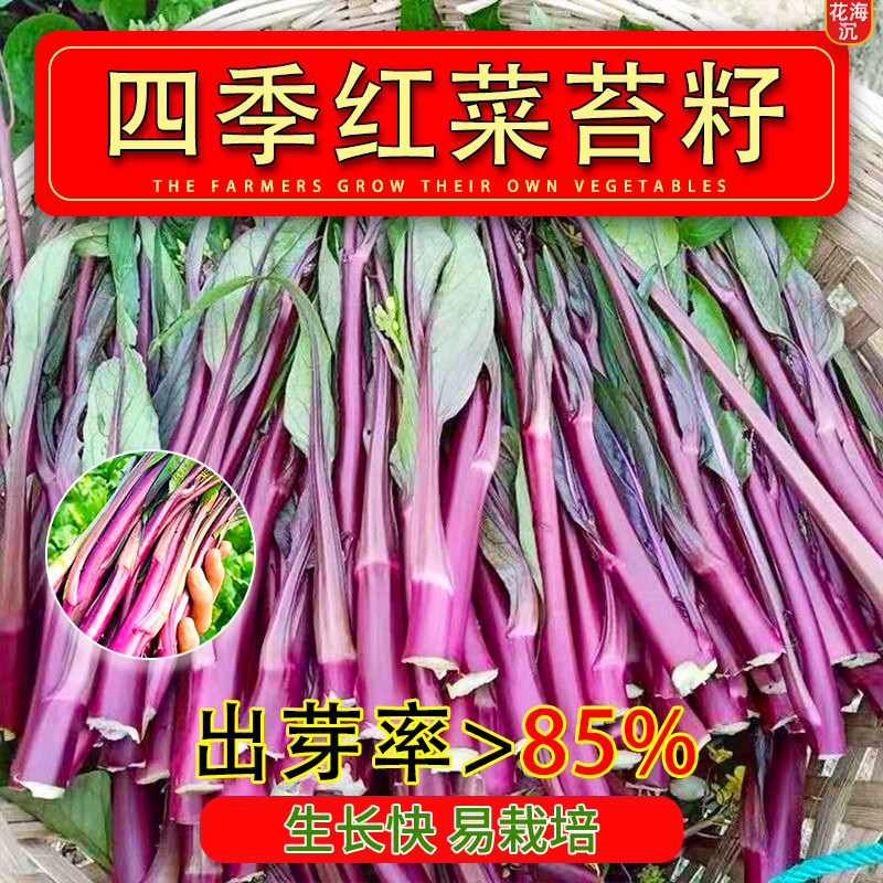 红菜苔蔬菜种子菜心十月红紫菜苔红菜苔家庭种植四季阳台庭院易播