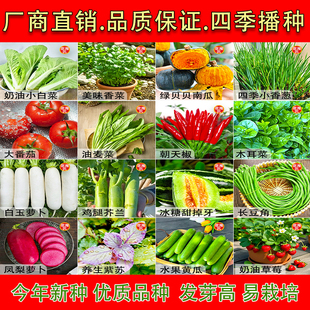 蔬菜种子香菜种子四季小香葱播盆栽辣椒番茄播种籽子大全种植阳台