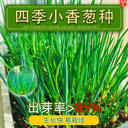 四季小香葱种子庭院阳台盆栽小葱种籽播易种阳台盆栽四季蔬菜种子
