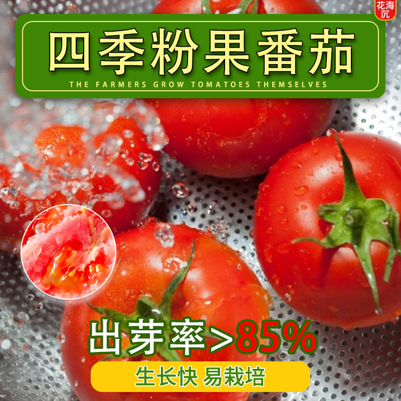 老品种粉果大番茄种籽大红四季农家西红柿种子苗阳台菜园蔬菜籽子