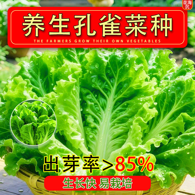 孔雀菜种子四季高产甜脆生吃阳台庭院种植蔬菜种子绿叶脆菜籽大全