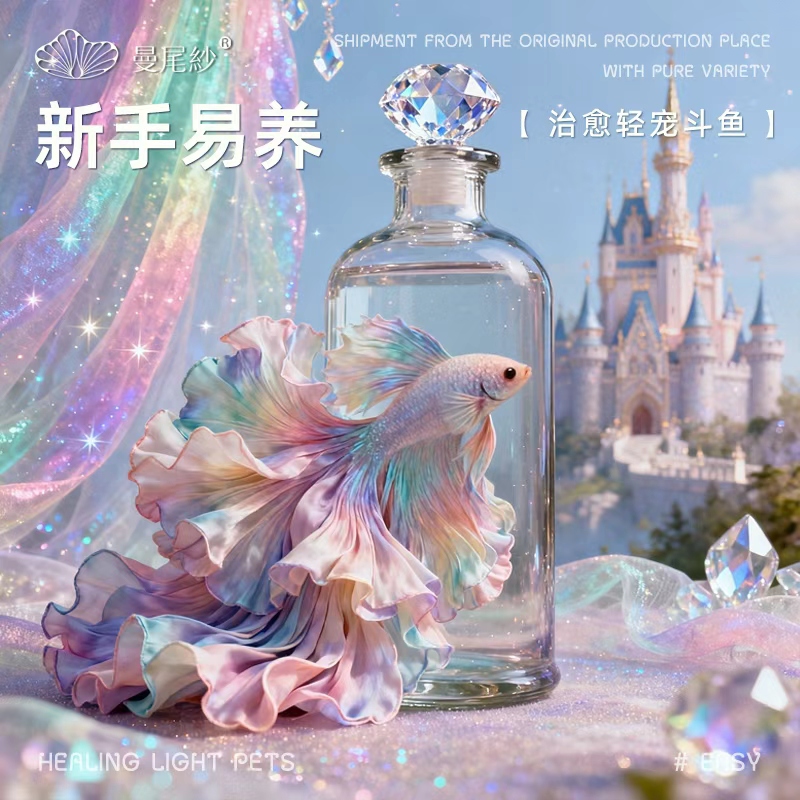 曼尾纱泰国斗鱼热带淡水小金鱼耐活好养观赏活鱼小型宠物生命力强