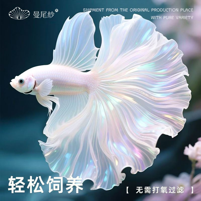 曼尾纱泰国斗鱼观赏鱼苗热带淡水家养小型宠物耐活好养半月婚纱鱼
