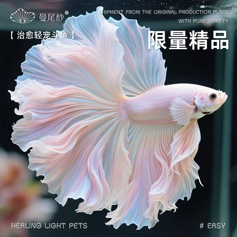 曼尾纱泰国斗鱼热带鱼淡水小金鱼耐活好养观赏活鱼小型宠物婚纱鱼