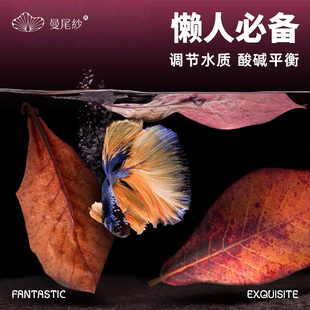 曼尾纱泰国斗鱼榄仁叶鱼缸ph调节剂酸碱度调节水养龟龙眼叶懒人叶