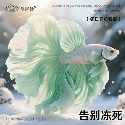 曼尾纱泰国斗鱼观赏金鱼冬日可养桌面小型鱼缸自来水精品大尾淡水