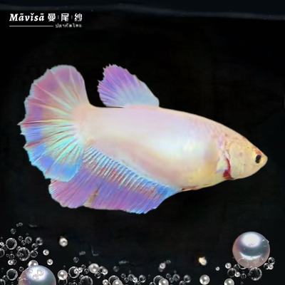 曼尾纱泰国母斗鱼抱卵观赏鱼苗繁殖隔离盒一公一母临产活体淡水鱼