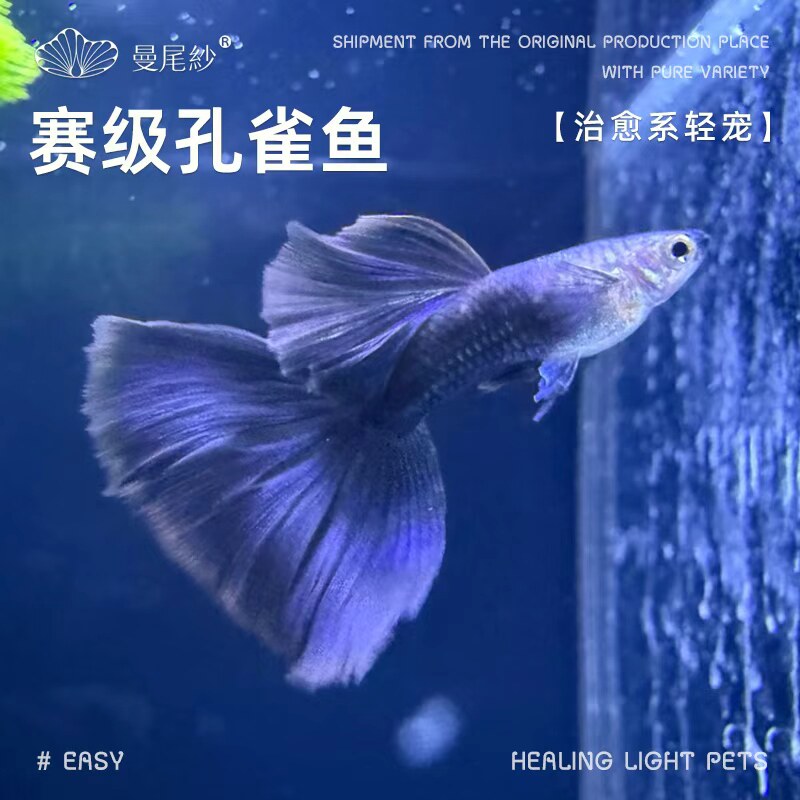 曼尾纱孔雀鱼观赏鱼热带小型凤尾鱼天冰蓝好养繁殖公母精品灯科鱼