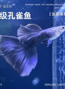 曼尾纱孔雀鱼观赏鱼热带小型凤尾鱼天冰蓝好养繁殖公母精品灯科鱼